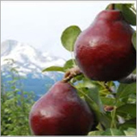 Stark Crimson Pears