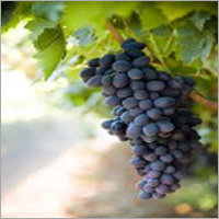 Grapes Fruits