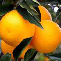 Delta Seedless Orange