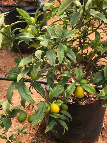 sweet lemon Plant