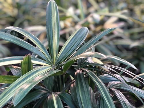 Verigated Rraphix Palm
