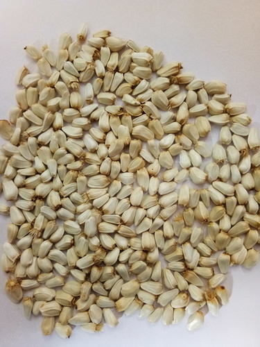 American Saffron Seeds