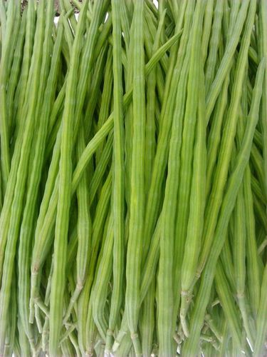 Organic Drumstick Seeds