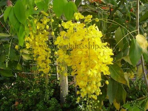Cassia Fistula
