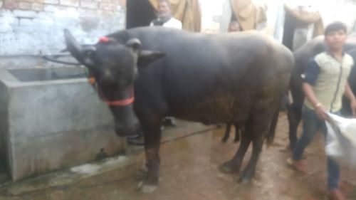3rd Lactation Murrah