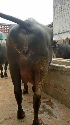 High Milk Yield Buffalo - 500-600 kg, 1.3-1.5 m, Black Murrah Breed | High Milk Yield, Disease Resistant, Fresh Grass Fed, Excellent Fertility, Hygienic Care