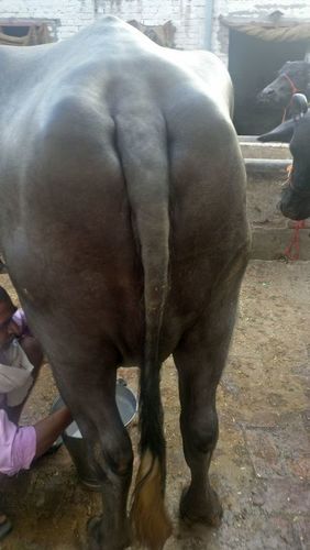High Milk Yield Murrah