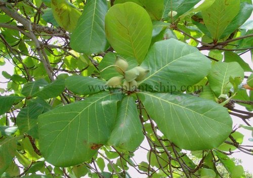 Almond plant
