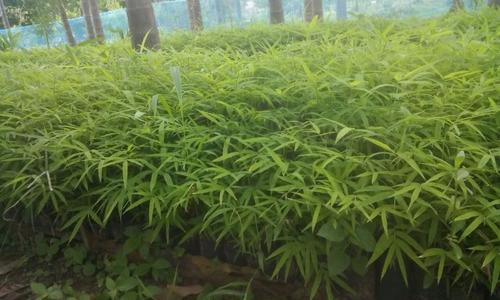 Bamboo Plant