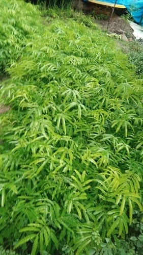 Manipuri Seem Plants