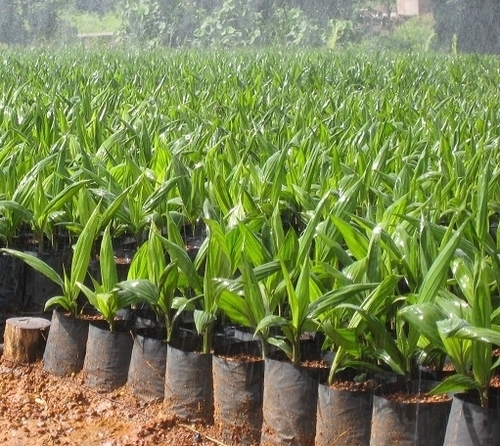 Oil Palm Plants