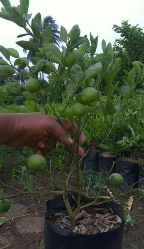 Lemon Seedless Cutting Plants