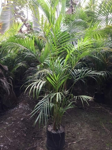 Arikapam Big Plants