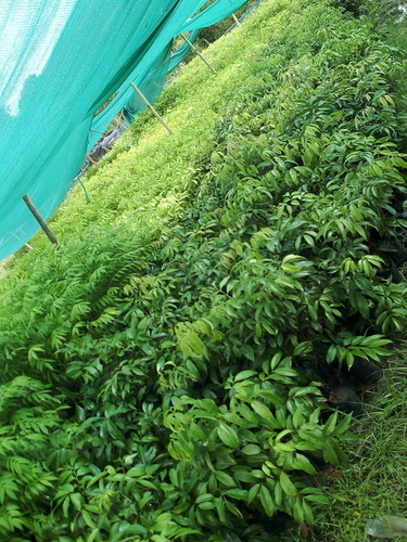Litchi Muzaffar Plants