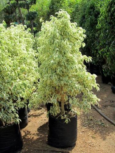 Faicus Starlit Plants