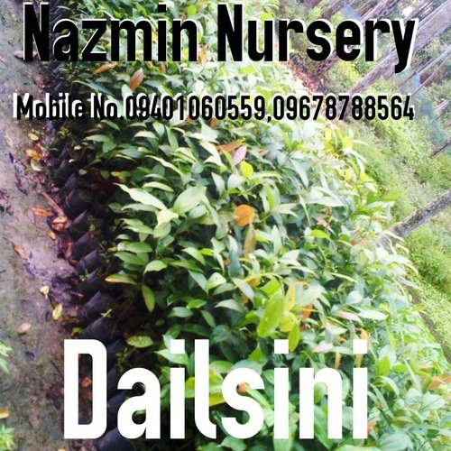 Dailsini Plants