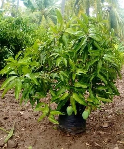 Pointsetiya Plants