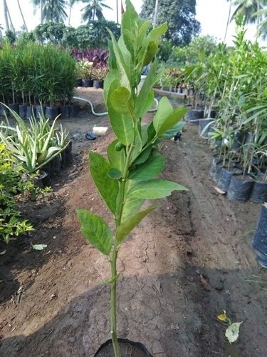 Lemon Plant