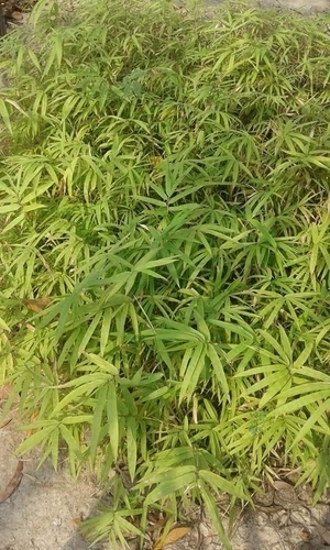 Jati Bamboo Plants