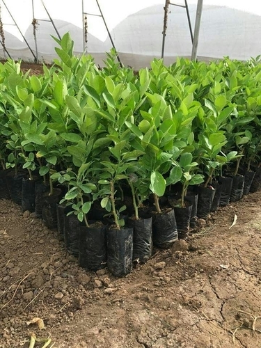 Lemon Kaji Plants