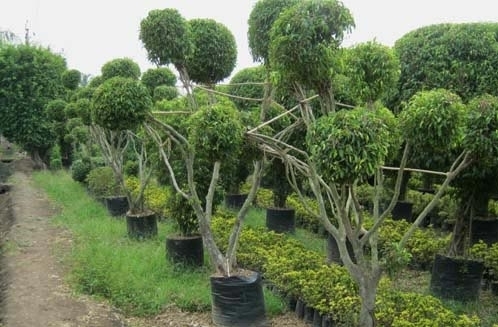 Bonsai Plants