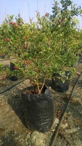 Anar Grafted Plants