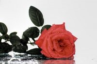 Taste and Aroma Modifier