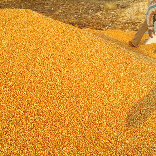Maize