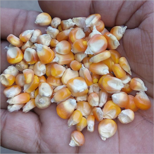 Whole Maize