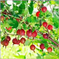 Fresh Gooseberry