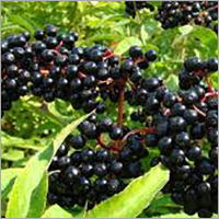 Bitter Berry
