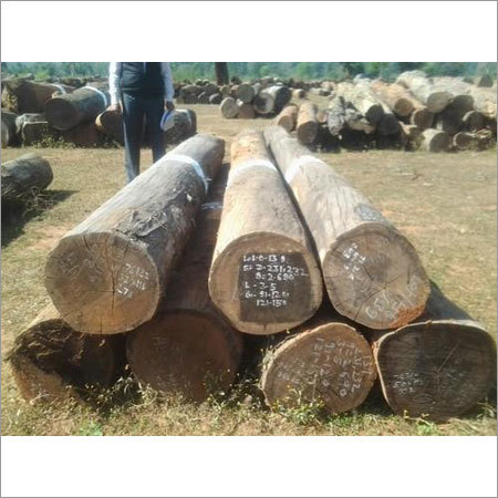 Sakhua Wood Log