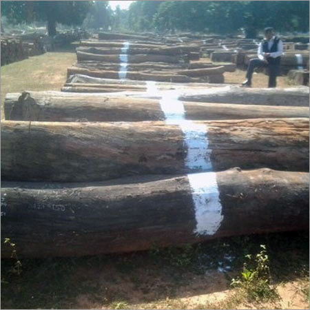 Shoriyo Ribusta Wood