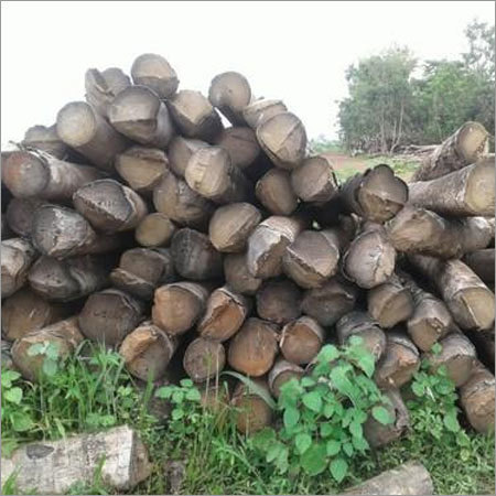 Gmelina Wood Log