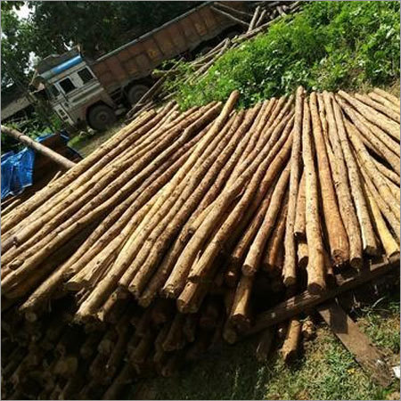 Nilgiri Balli
