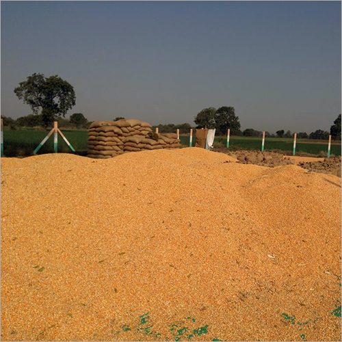 Maize