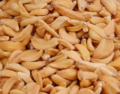 Dehydrated Garlic Flakes Cloves