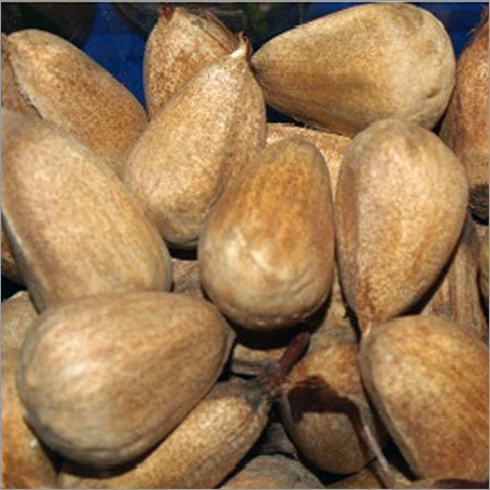 Bunya Nut