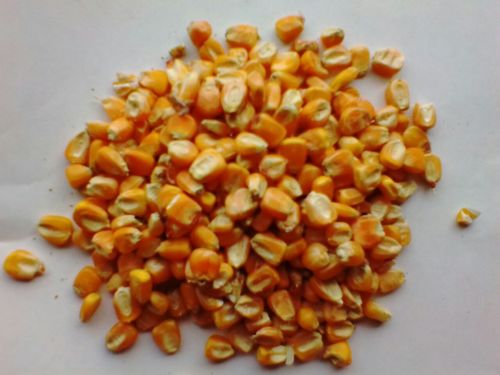 Yellow Maize Yellow Maize