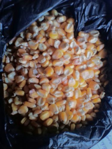 Yellow Maize Corn Yellow Maize Corn