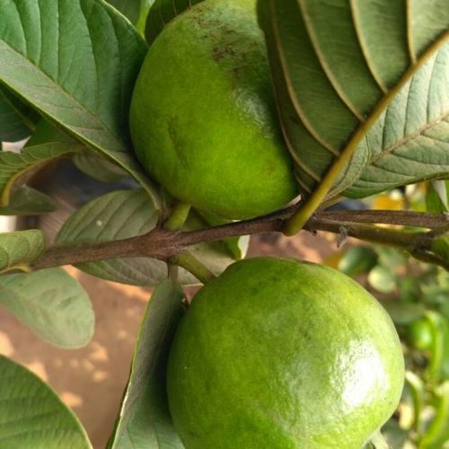 guava grafted plant