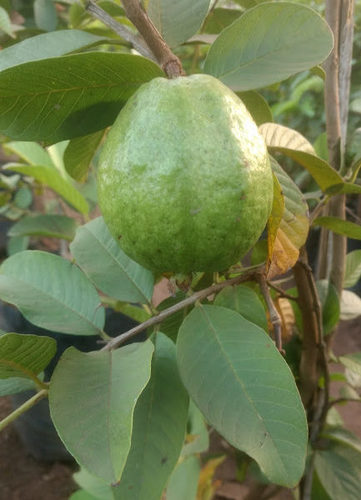 L49 GUAVA, PSIDIUM GUAVA (GRAFTED)-PLANT