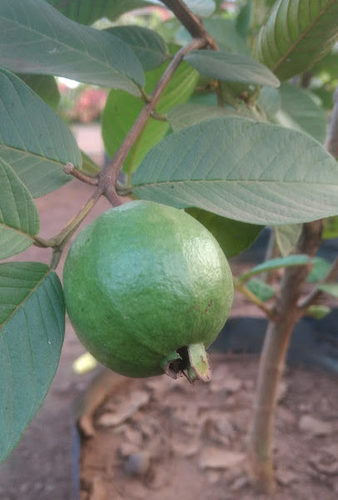 PINK GUAVA, PSIDIUM GUAVA (GRAFTED)-PLANT