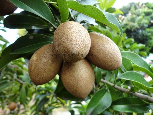 KALIPATTI SAPOTA, CHIKU (GRAFTED) -PLANT