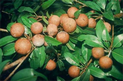 PALA SAPOTA , CHIKU (GRAFTED)-PLANT