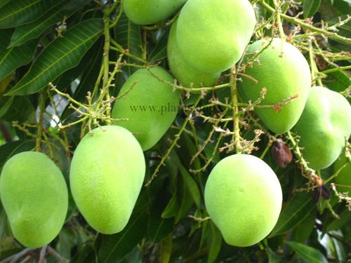 ALPHONSO MANGO (GRAFTED)-PLANT