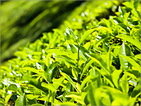 Green Tea Leaves