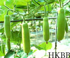 Hybrid Bottle Gourd Seeds