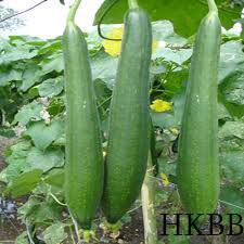 Hybrid Sponge Gourd Seeds