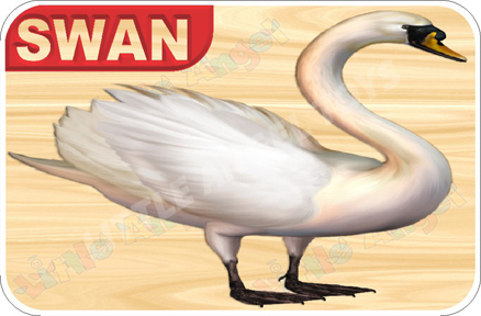 Bird Flashcards - Plastic Material, Ivory White Color | Modern Style, Easy to Use
